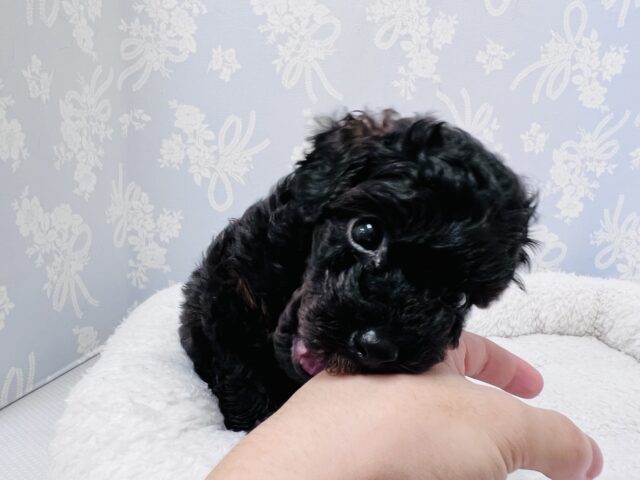 かまってもかまってもアピールが止まらない❗️かまちょすぎるよトイプーくーん😂 トイプードル