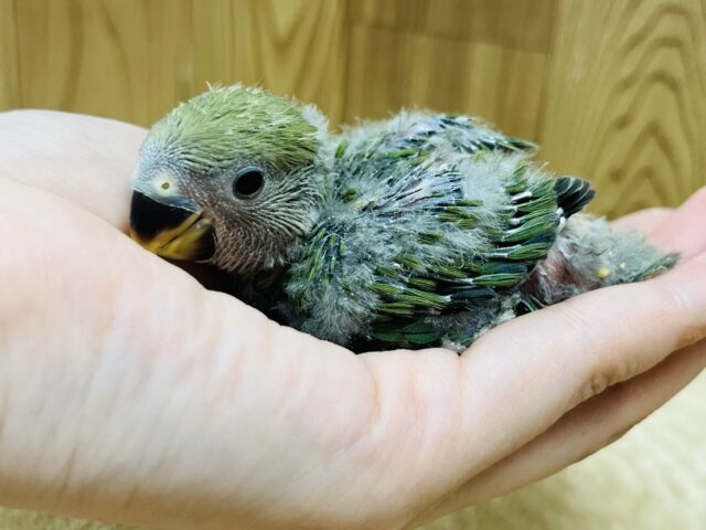 コザクラインコ（小桜インコ）