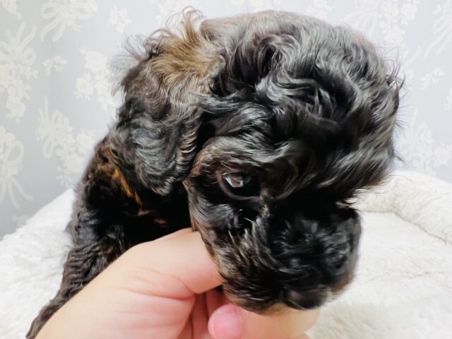 かまってもかまってもアピールが止まらない❗️かまちょすぎるよトイプーくーん😂 トイプードル