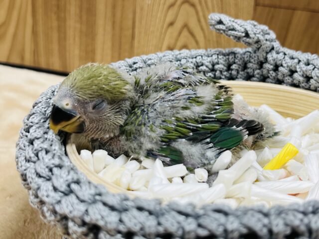 コザクラインコ（小桜インコ）