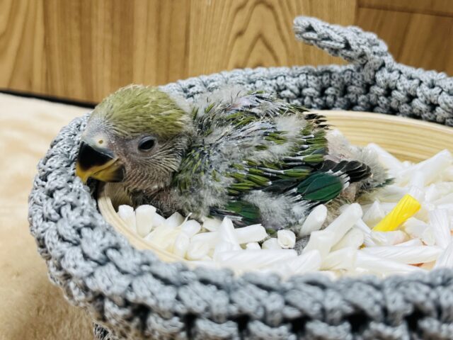コザクラインコ（小桜インコ）