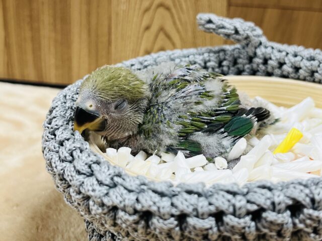 コザクラインコ（小桜インコ）