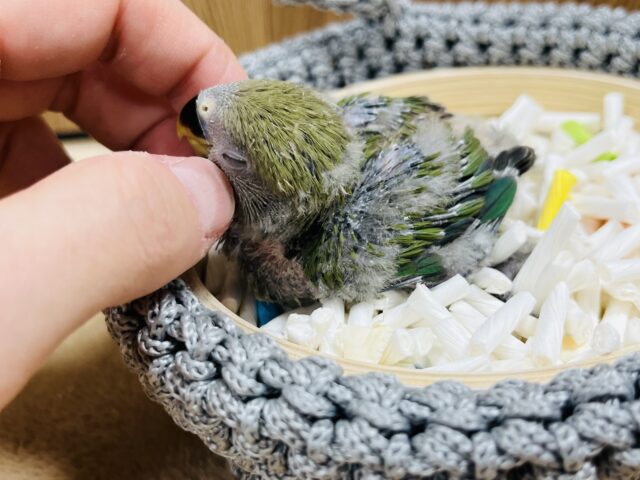 コザクラインコ（小桜インコ）