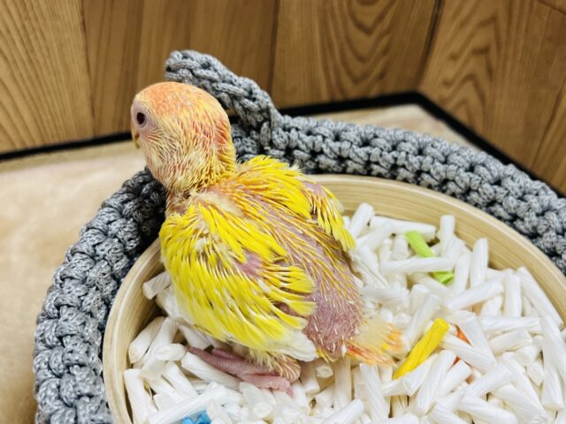 コザクラインコ（小桜インコ）