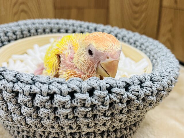 コザクラインコ（小桜インコ）