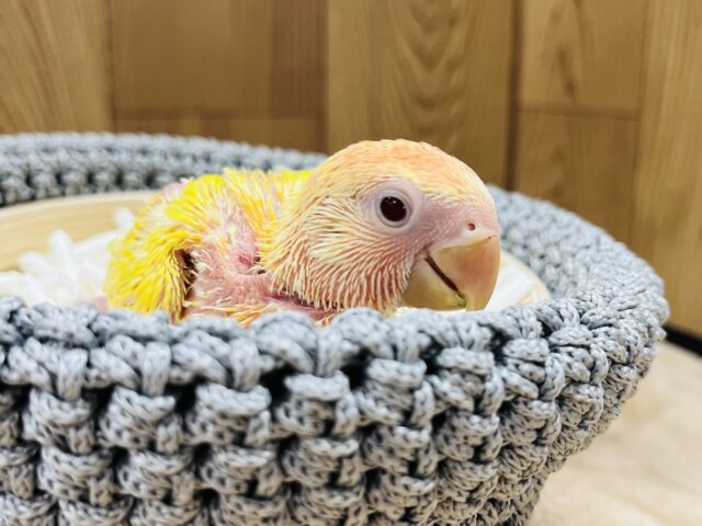 コザクラインコ（小桜インコ）