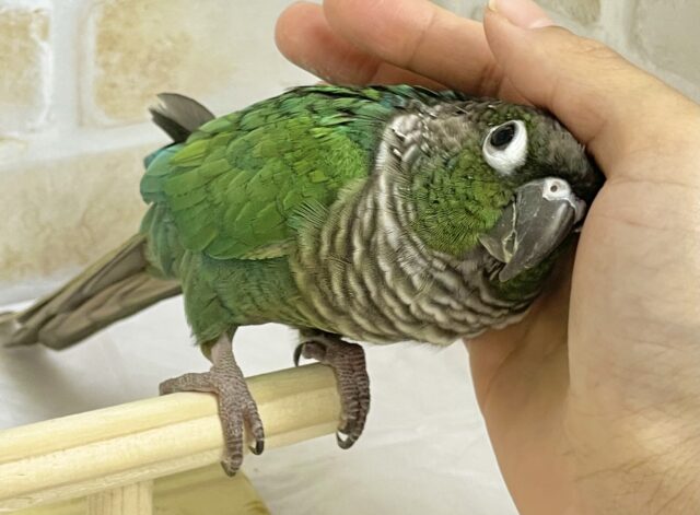 ホオミドリウロコインコ