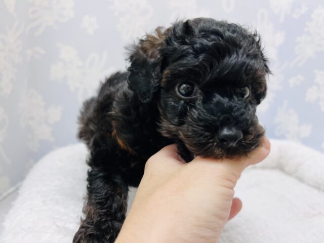 かまってもかまってもアピールが止まらない❗️かまちょすぎるよトイプーくーん😂 トイプードル