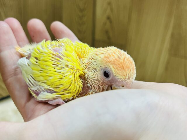 コザクラインコ（小桜インコ）