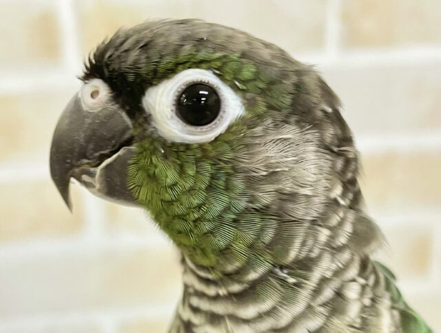 ホオミドリウロコインコ