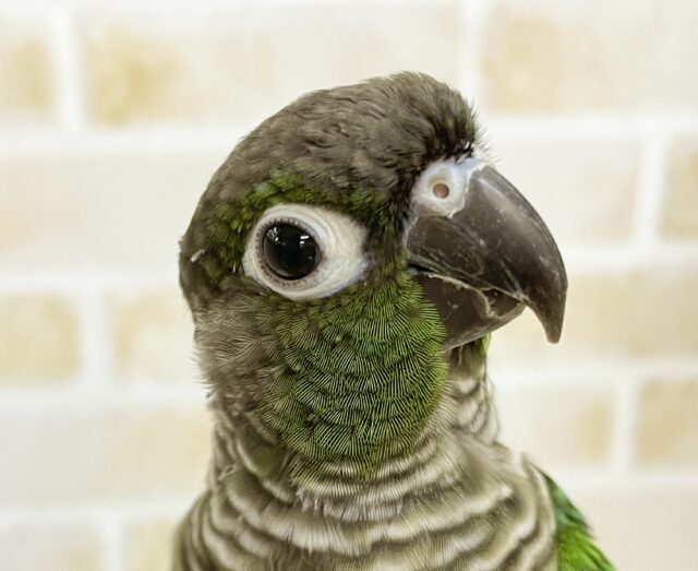 ホオミドリウロコインコ