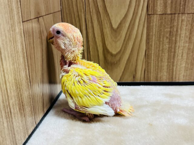 コザクラインコ（小桜インコ）