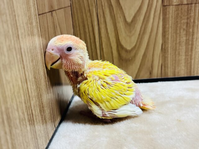 コザクラインコ（小桜インコ）