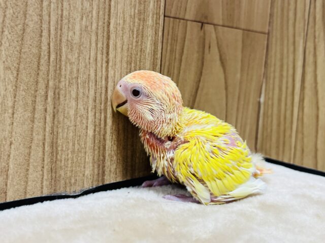 コザクラインコ（小桜インコ）