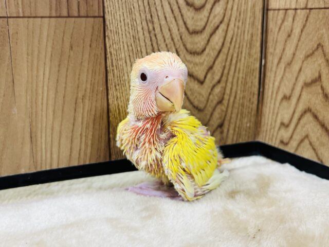 コザクラインコ（小桜インコ）