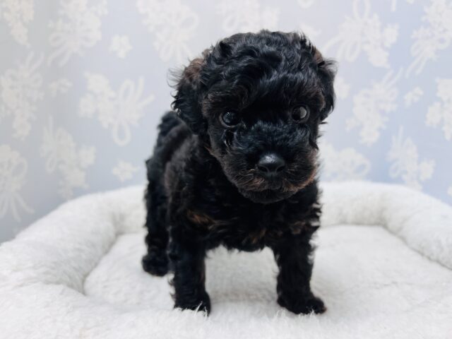 かまってもかまってもアピールが止まらない❗️かまちょすぎるよトイプーくーん😂 トイプードル