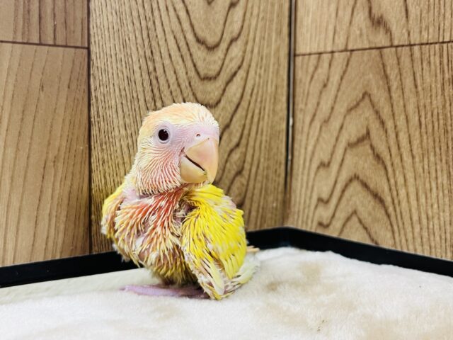 コザクラインコ（小桜インコ）