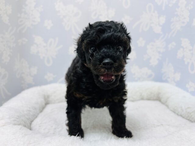 かまってもかまってもアピールが止まらない❗️かまちょすぎるよトイプーくーん😂 トイプードル