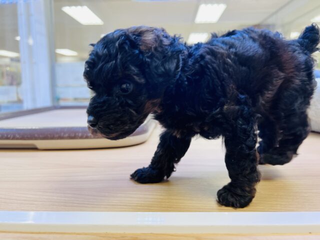 かまってもかまってもアピールが止まらない❗️かまちょすぎるよトイプーくーん😂 トイプードル