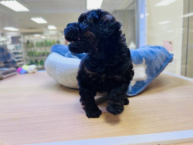 かまってもかまってもアピールが止まらない❗️かまちょすぎるよトイプーくーん😂 トイプードル