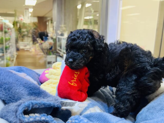 かまってもかまってもアピールが止まらない❗️かまちょすぎるよトイプーくーん😂 トイプードル