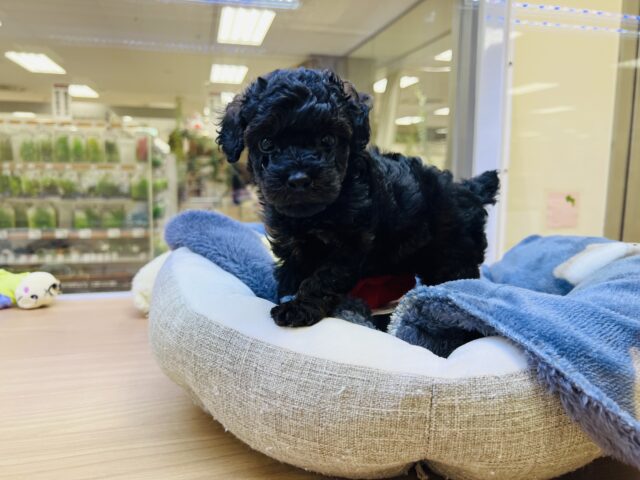 かまってもかまってもアピールが止まらない❗️かまちょすぎるよトイプーくーん😂 トイプードル