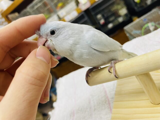 1人餌🩷最新画像になりますよ🌟お空に負けない綺麗な色合い🩵🤍 マメルリハ アメリカンホワイト 女の子 マメルリハ