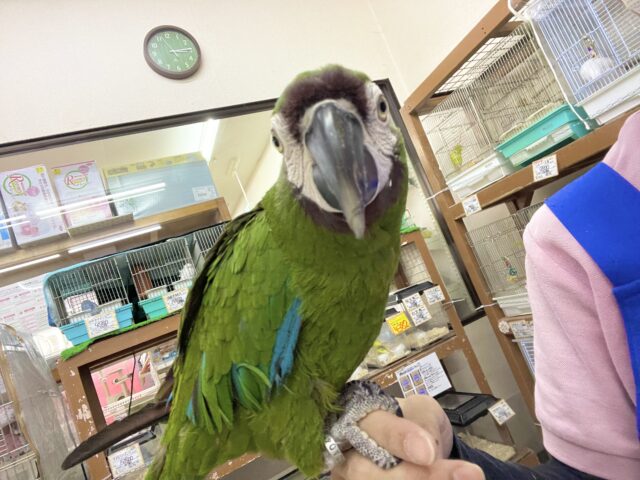 ヒメコンゴウインコ