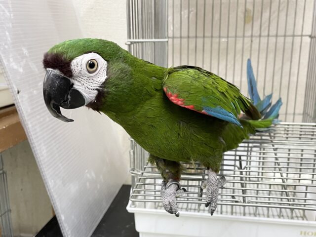 ヒメコンゴウインコ