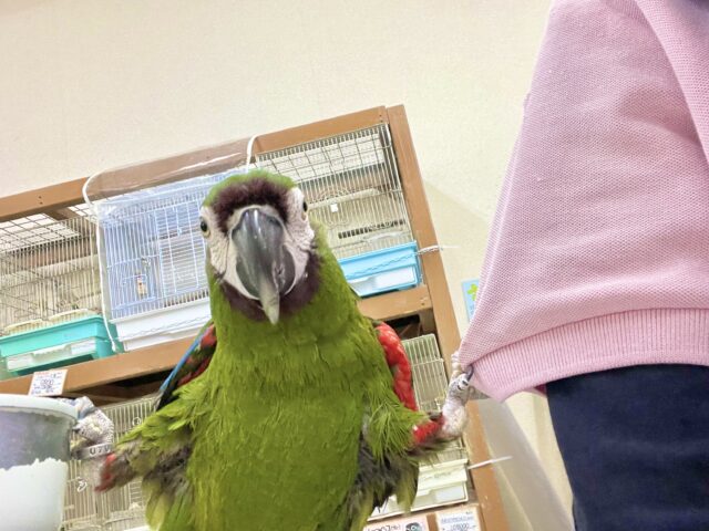 ヒメコンゴウインコ