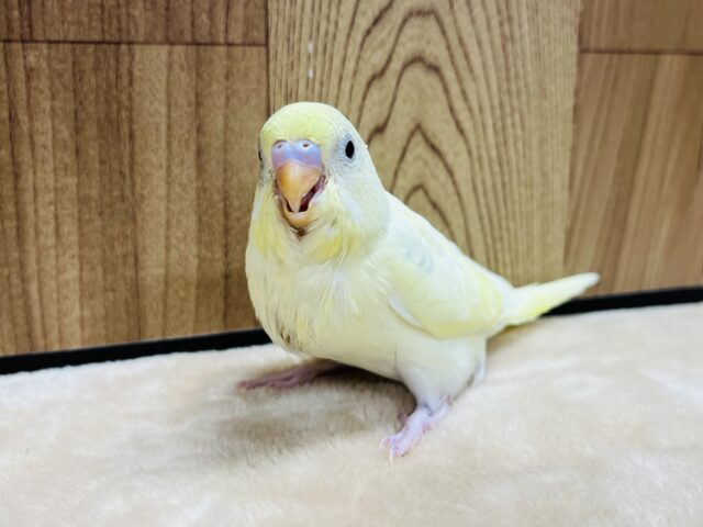 セキセイインコ
