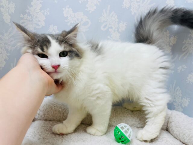 ノルウェージャンフォレストキャット