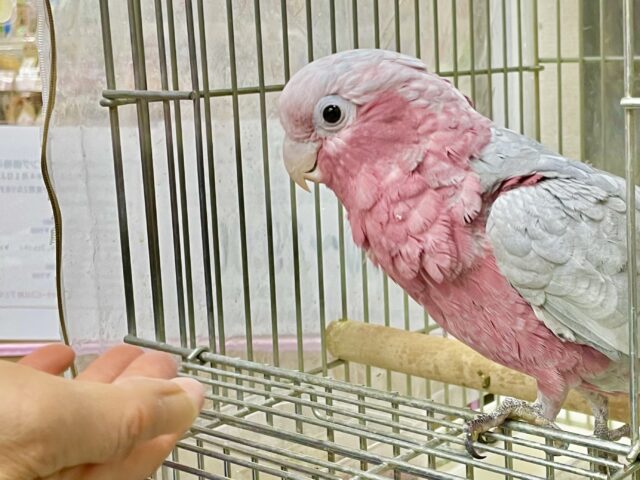 モモイロインコ