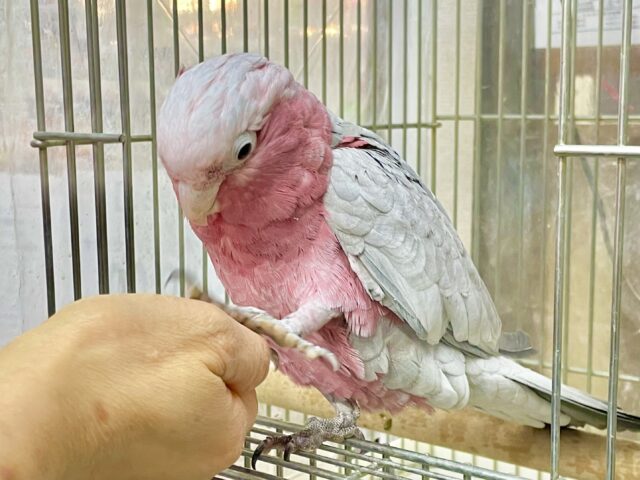 モモイロインコ