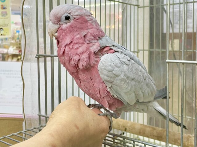 モモイロインコ