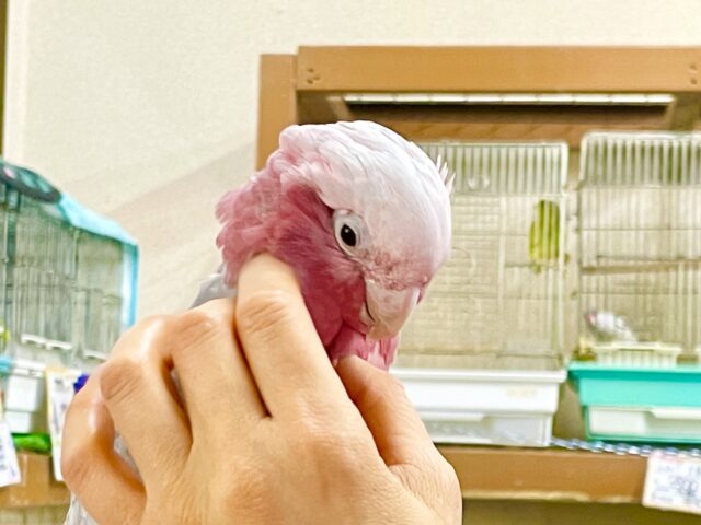 モモイロインコ