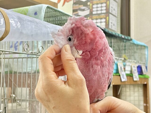 モモイロインコ