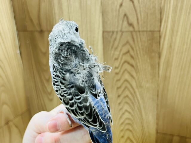 羽衣セキセイインコ