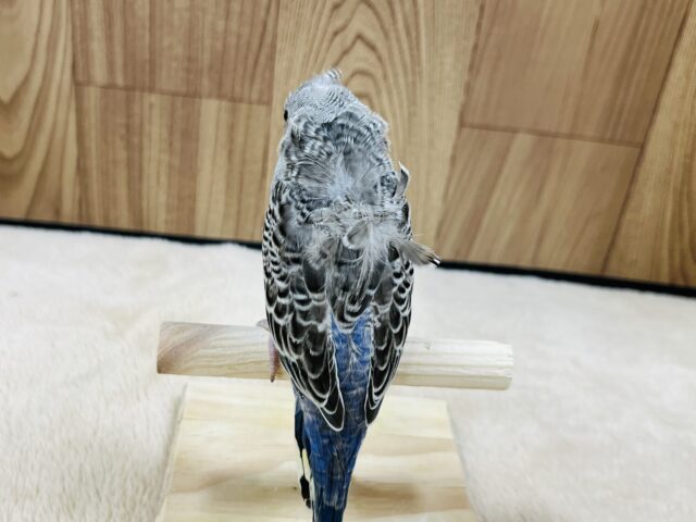 羽衣セキセイインコ