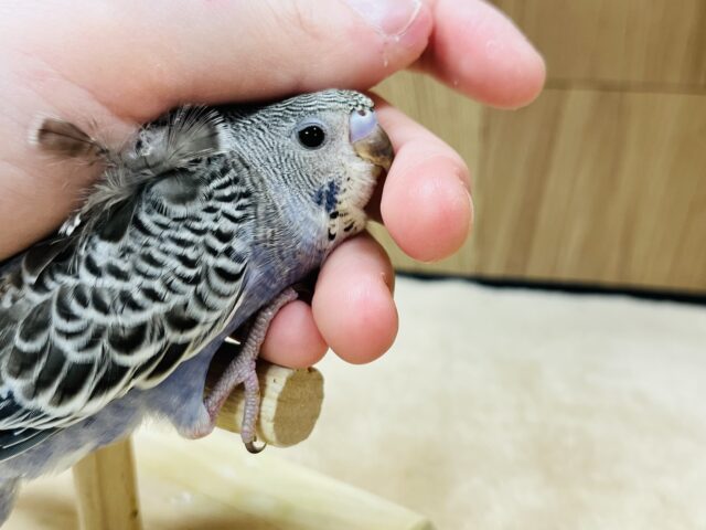 羽衣セキセイインコ