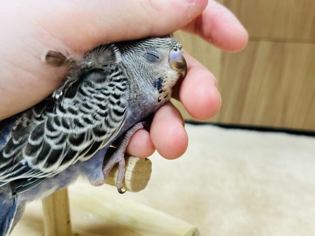 羽衣セキセイインコ