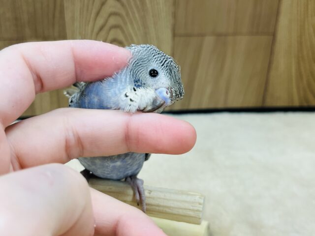 羽衣セキセイインコ