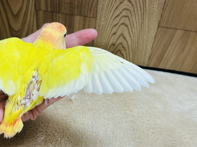 コザクラインコ（小桜インコ）