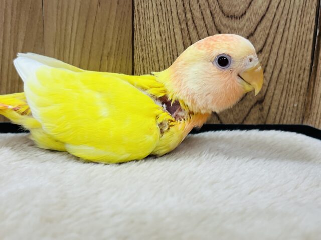 コザクラインコ（小桜インコ）