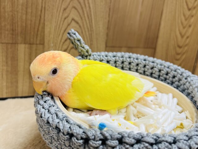 コザクラインコ（小桜インコ）