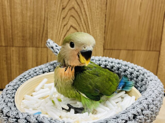 コザクラインコ（小桜インコ）