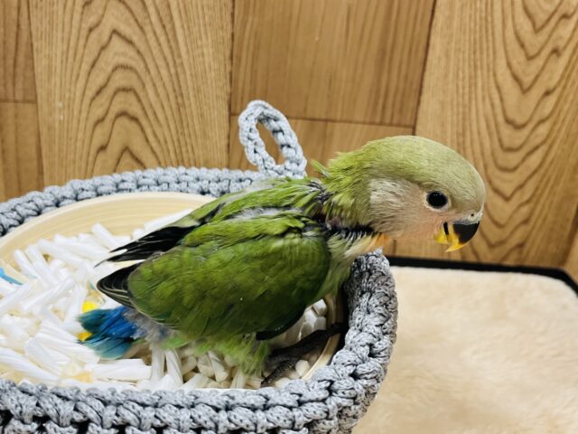 コザクラインコ（小桜インコ）