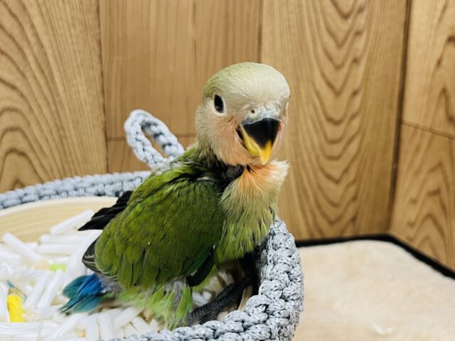 コザクラインコ（小桜インコ）