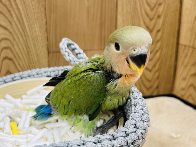 コザクラインコ（小桜インコ）