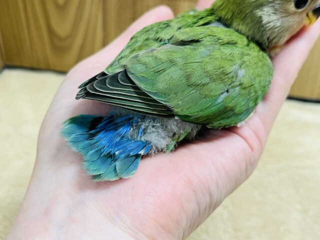 コザクラインコ（小桜インコ）